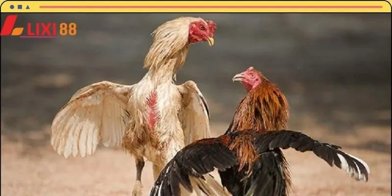 Chỉ vài nốt nhạc, bạn đã tham gia đá gà LIXI88 thành công