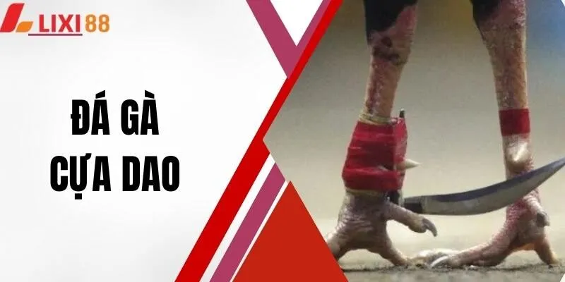 Đá Gà Cựa Dao - Đấu Trường Máu Lửa, Kịch Tính Tột Cùng