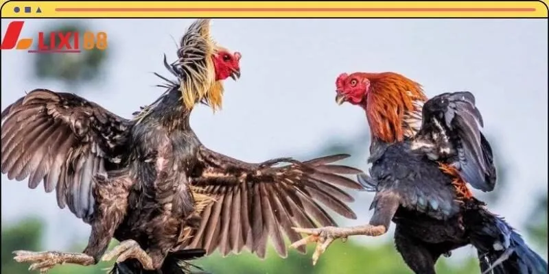 Đá gà cựa tròn là sự lựa chọn lý tưởng cho hội đam mê kê