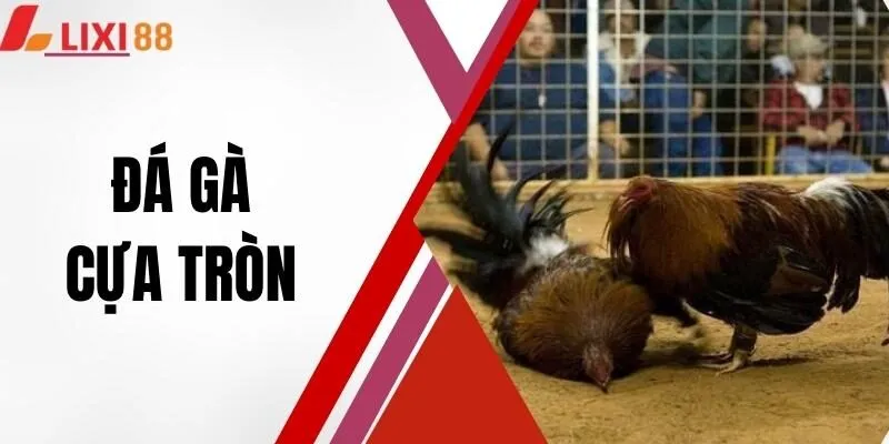 Đá Gà Cựa Tròn - Hồi Hộp Từng Giây, Đòn Đánh Bất Ngờ