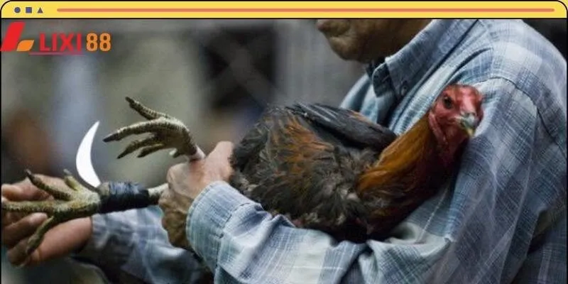 Học hỏi kinh nghiệm cược kê cực chuẩn từ chuyên gia