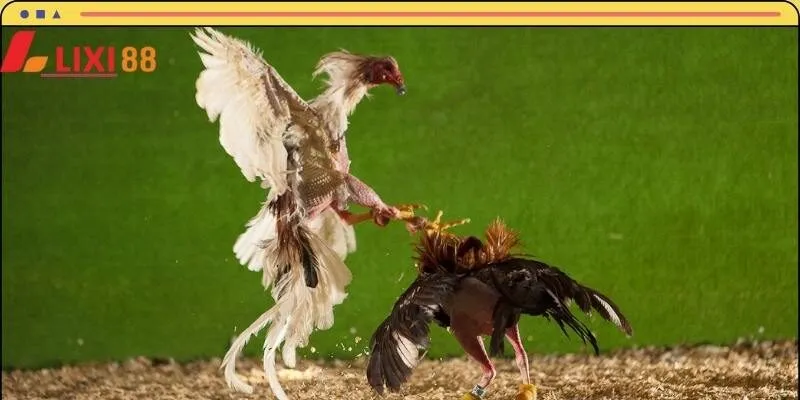 LIXI88 cung cấp đa dạng hình thức chọi kê Campuchia