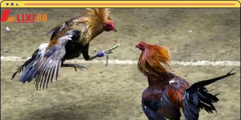 LIXI88 cung cấp đầy đủ kiến thức dễ hiểu cho người tham gia