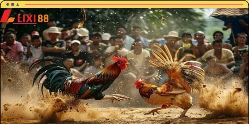 Một vài lưu ý khi tham gia đấu kê cựa sắt Lixi88