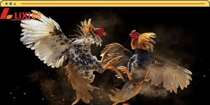 Phổ cập luật chơi chọi kê cựa dao nhanh chóng cho hội viên